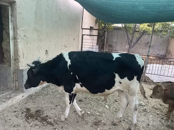 Bull, Holstein breed — Uzbekistan