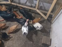 Chickens — снимка 7