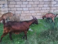 Ямаа, Alpine goat — 3 зураг