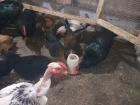 Chickens — снимка 3