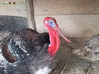 Turkeys — ছবি 2