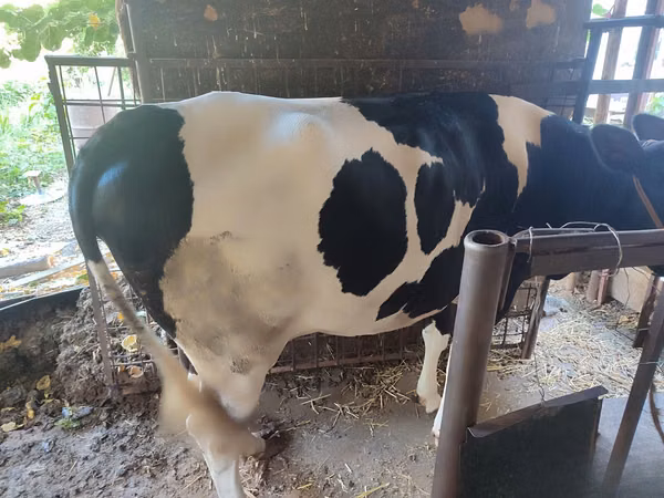 Cow, Russian Black pied cattle — Uzbekistan