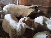 Ido, Sheep — sawirka 1