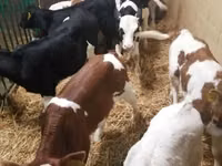 گاو و گوساله (گروه، جنسیت مشخص نشده), Simmental cattle — عکس 4