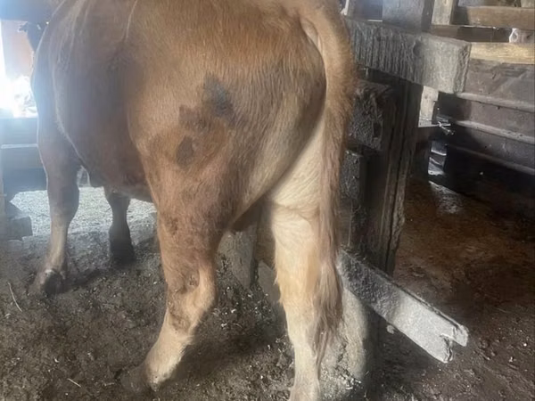 Bull, Cattle — Kazakhstan