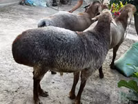 ஆண் ஆடு, ஆடுகள் — புகைப்படம் 5