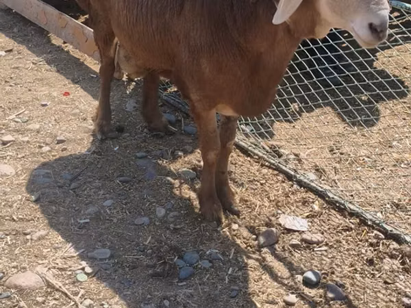 Ram, Hissar sheep — Kyrgyzstan