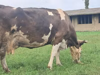 Cow, Simmental cattle — photo 4