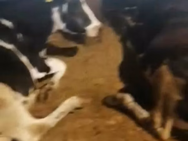 Cow, Swiss cattle — Russia