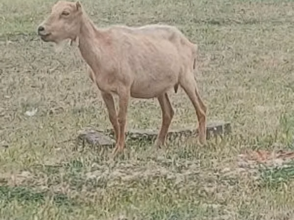 公山羊, Alpine goat