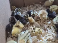 Quails — foto 4