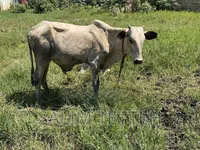 गाय, मवेशी — फ़ोटो 5