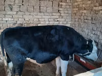 Bull, Russian Black pied cattle — photo 4