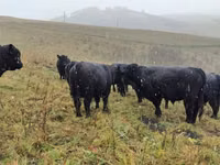İnək, Galloway inəyi — foto 4