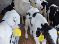 گاو و گوساله (گروه، جنسیت مشخص نشده), Russian Black pied cattle — عکس 3