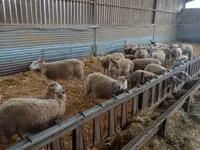 Sheep, Rouge de l’Ouest sheep — photo 2
