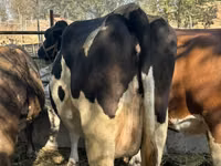 Cow, Holstein breed — photo 1
