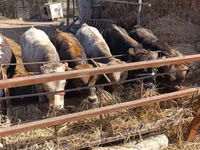 Bull, Alatau breed — photo 6