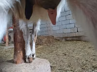 Kozel, Beetal goats — foto 1