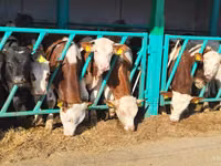 Bou, Simmental cattle — foto 3
