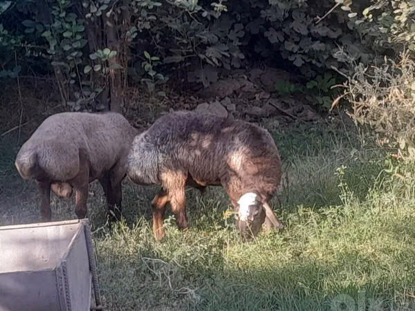 Ram, Arashan sheep — Uzbekistan