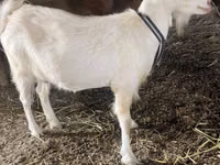 Geit, Dutch Landrace goats — foto 8