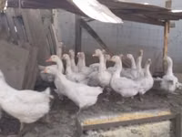 Geese — photo 1