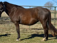 Mare, Quarter Horse — photo 2