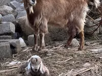 Koza, Nubian Goat — foto 3
