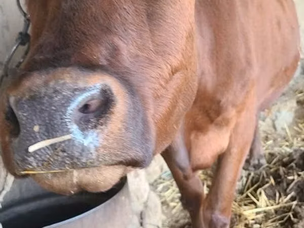 Cow, Cattle