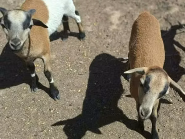 Sheep (batch, sex not specified), Cameroon sheep — Hungary