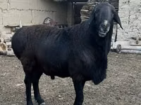 Koç, Rhon sheep — foto 1