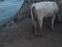 Lembu jantan, Simmental cattle — foto 3