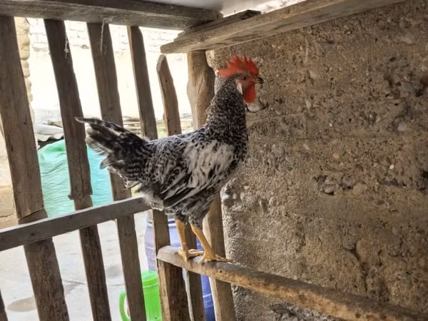 Chickens — Uzbekistan