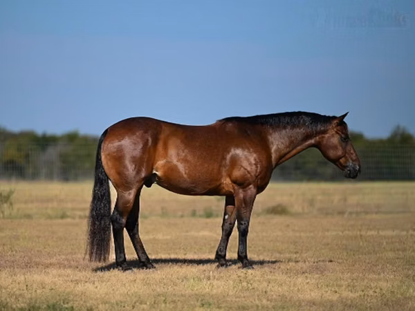 Horse (M), Quarter Horse — United States