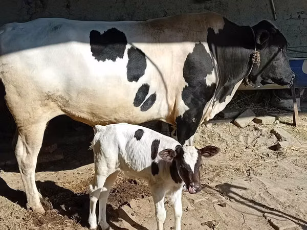 Bull, Aberdeen-Angus — Uzbekistan