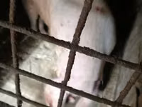 Sow, Pigs — photo 2