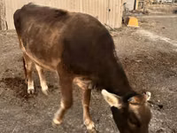 Cow, Alatau breed — photo 1