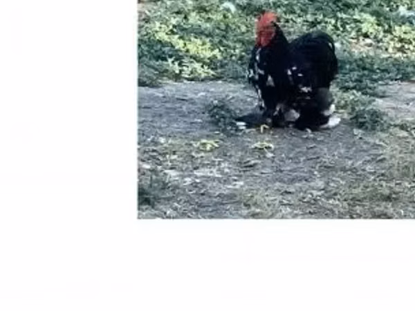 Chickens — Hungary