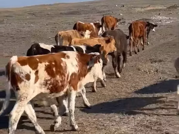 Tjur, Simmental cattle