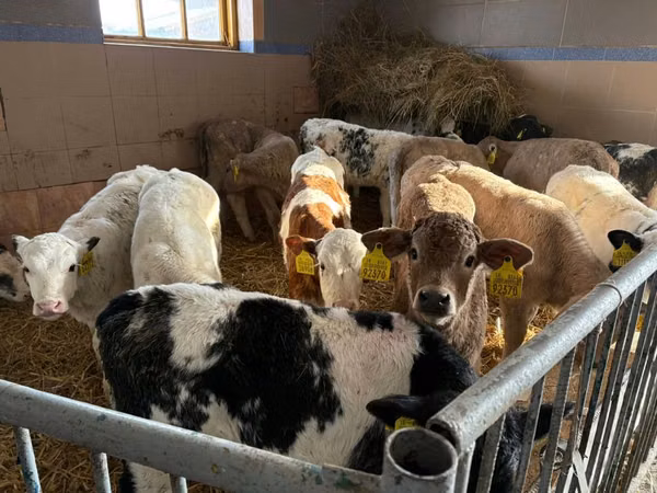 Bovini (lotto, sesso non specificato), Bovini