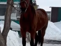 Ngựa đực, Horse breed — ảnh 4