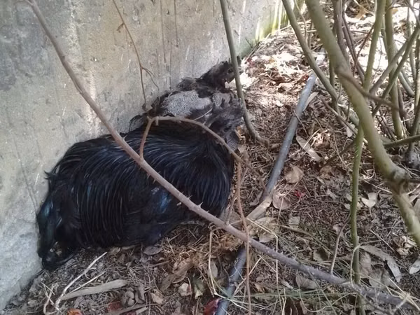 Chickens — آذربائیجان