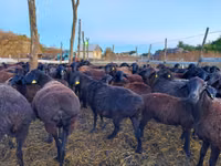 Sheep, Edilbay sheep — photo 2