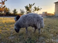 Beran, Rhon sheep — foto 1