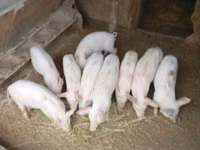 Boar, Pigs — photo 3