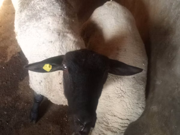 Ram, White Suffolk sheep