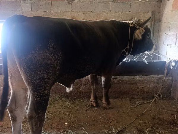Bull, Cattle — Kyrgyzstan