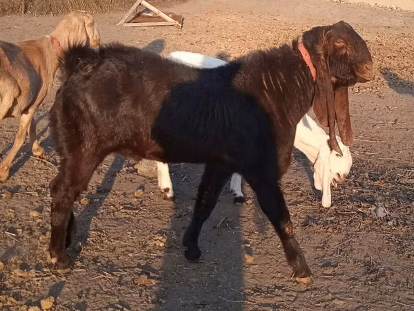 Billy Goat, Kamori goats — Kyrgyzstan