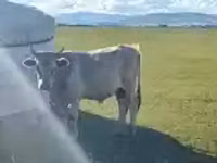 公牛, Cattle — 照片 2